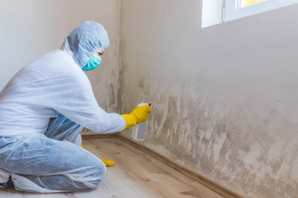 Licensed Black Mold Removal service in Robertsdale, PA - WQB Mold Removal