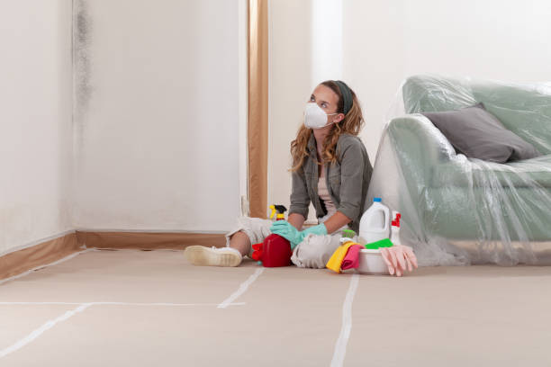 Reliable Black Mold Removal contractor in Robertsdale, PA by WQB Mold Removal