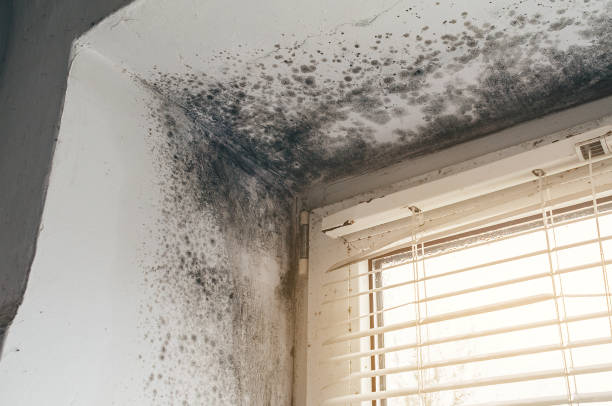 Affordable Black Mold Removal solutions in Robertsdale, PA